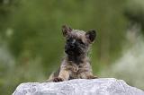 CAIRN TERRIER 454
